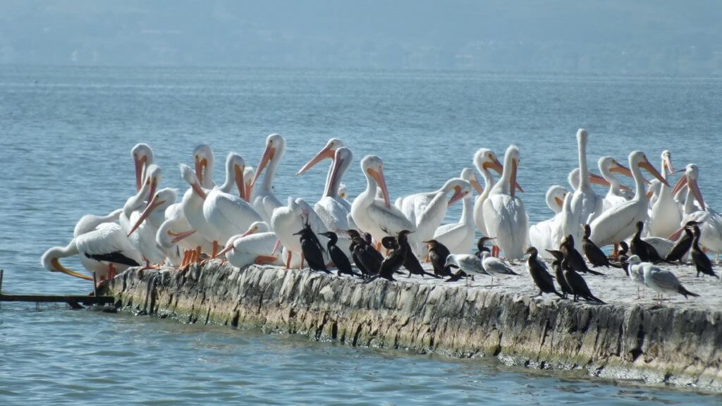 american white pelicans, lake chapala, mexico 