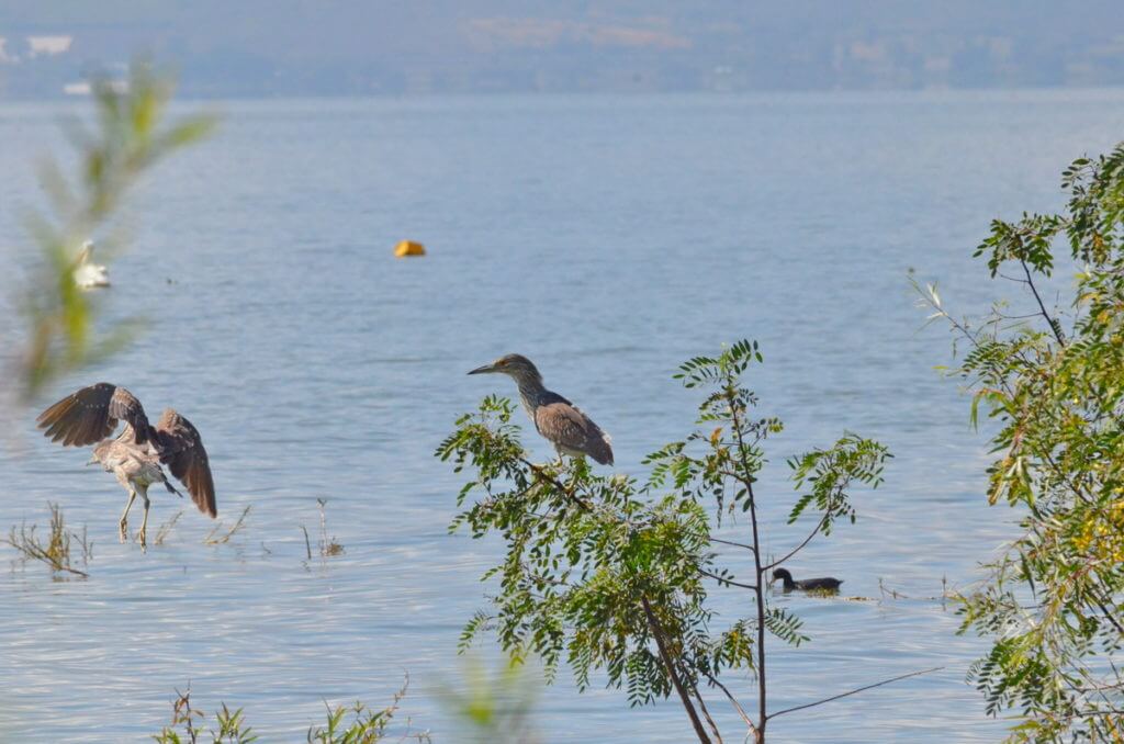 black-crowned night herons, lake chapala, mexico