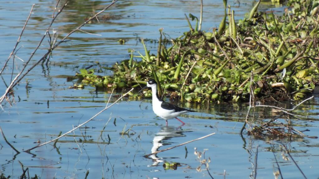 a black-necked stilt, lake chapala, mexico