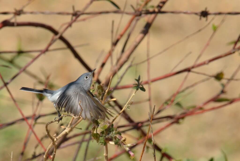 a blue-gray gnatcatcher, lake chapala, mexico