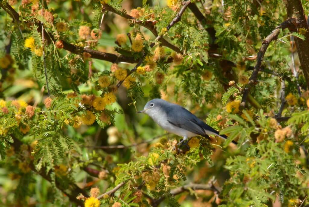 a blue-gray gnatcatcher, lake chapala, mexico