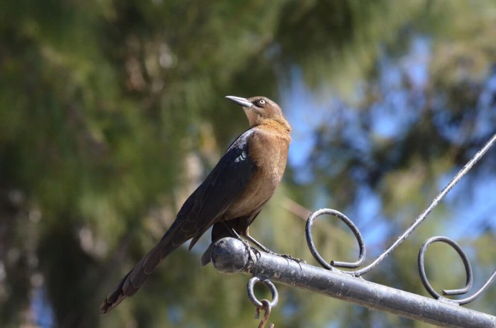 a great-tailed grackle, lake chapala, mexico