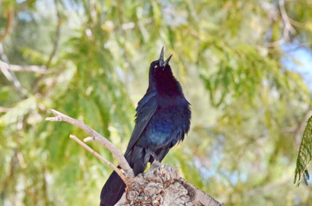 a great-tailed grackle, lake chapala, mexico