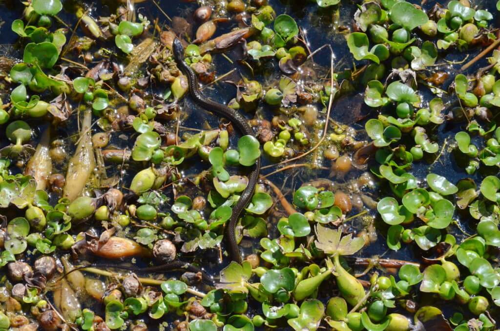 a mexican gartersnake in water hyacinths, lake chapala, mexico