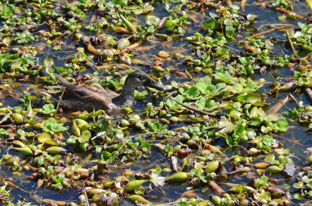 northern shoveler duck in water hyacinths, lake chapala, mexico