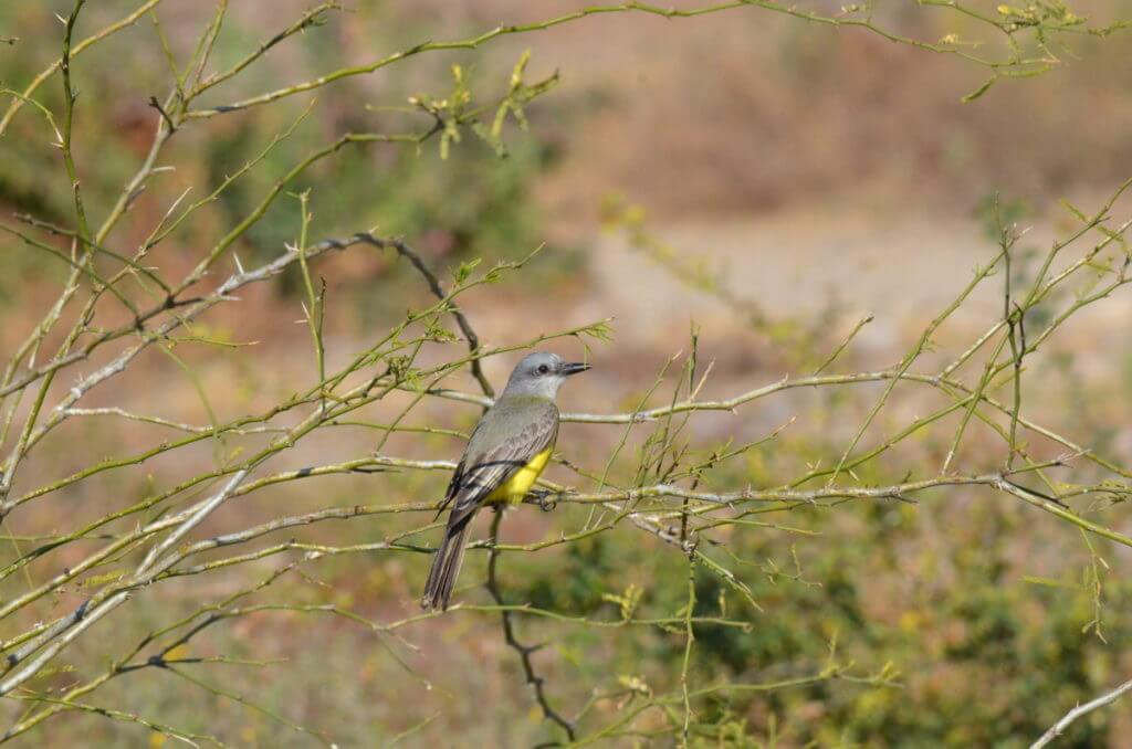 a tropical kingbird, lake chapala, mexico