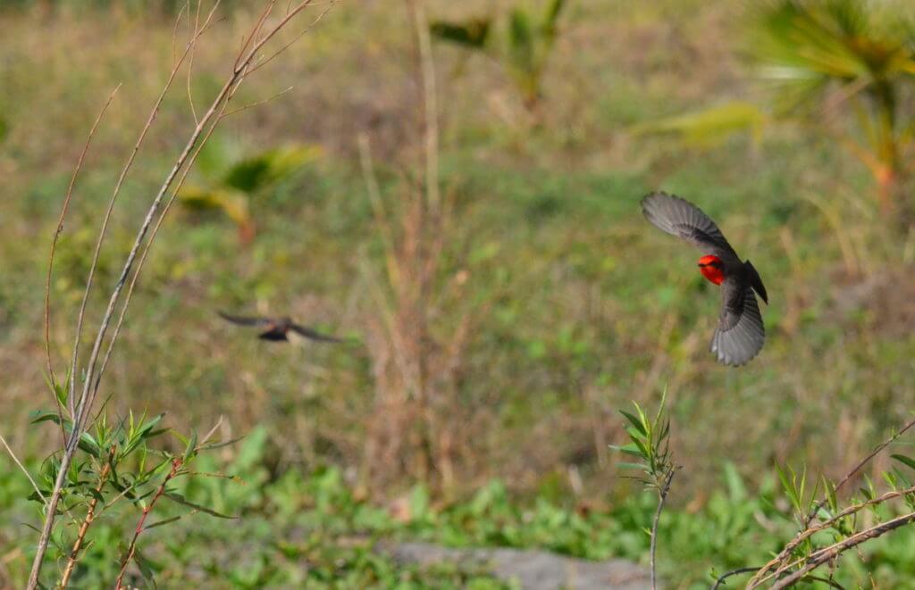 vermilion flycatchers, lake chapala, mexico