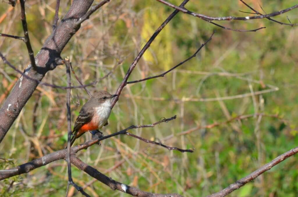a vermilion flycatcher, lake chapala, mexico