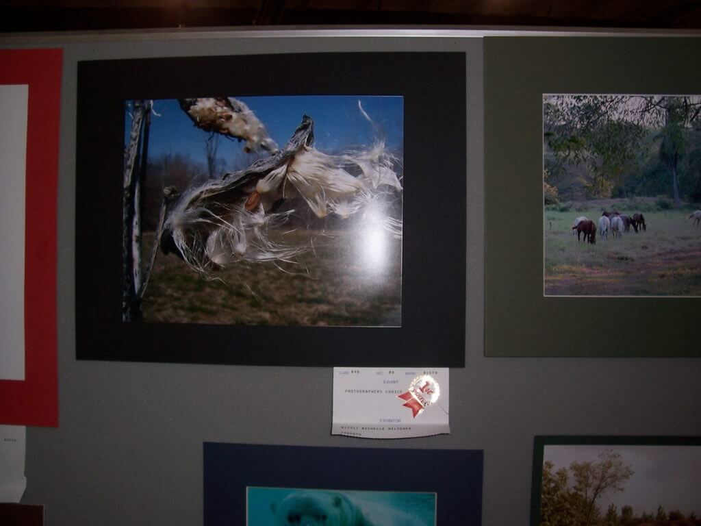 a winning entry in the photography competition, markham fair, markham, ontario, 2006