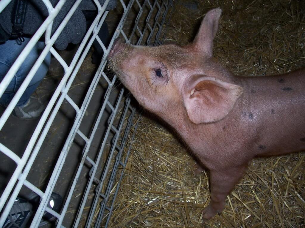 a piglet, markham fair, 2006