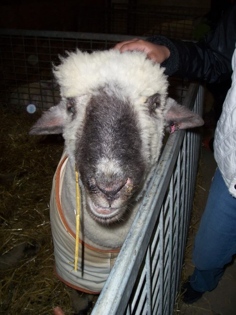 a sheep at markham fair, 2006