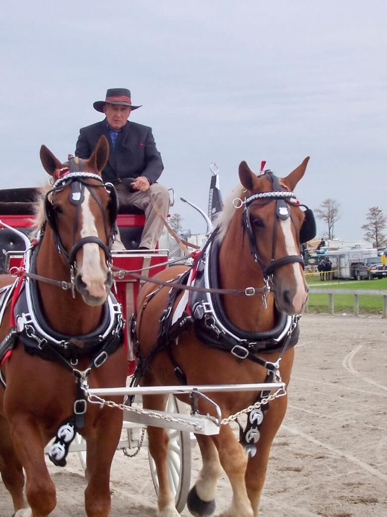 heavy horse competition, markham fair, markham, ontario, 2007