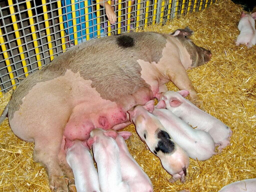 a sow and piglets, markham fair, 2007