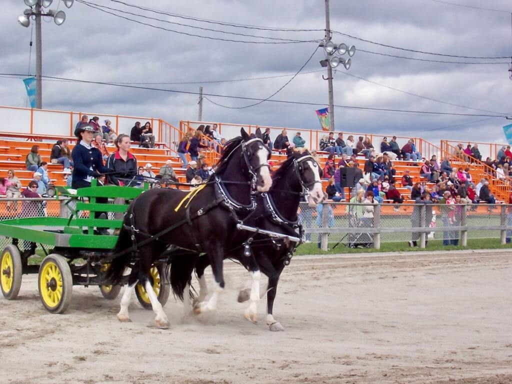 heavy horse competition, markham fair, markham, ontario, 2008