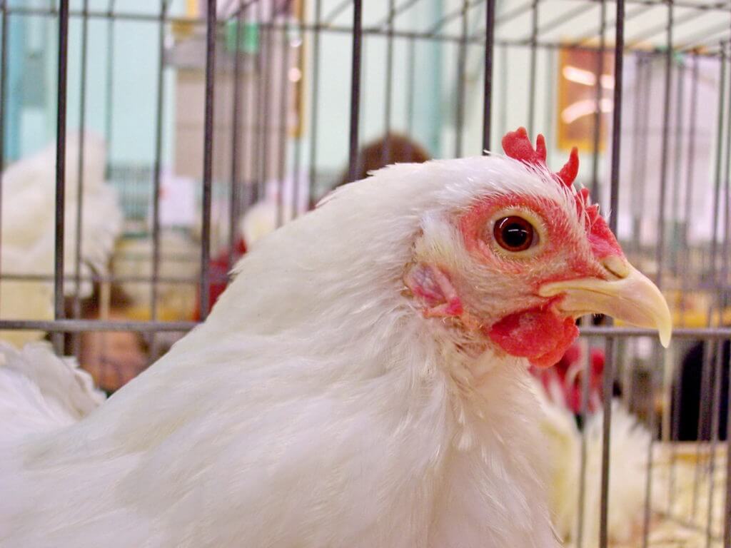 a hen in the poultry house, markham fair, 2008