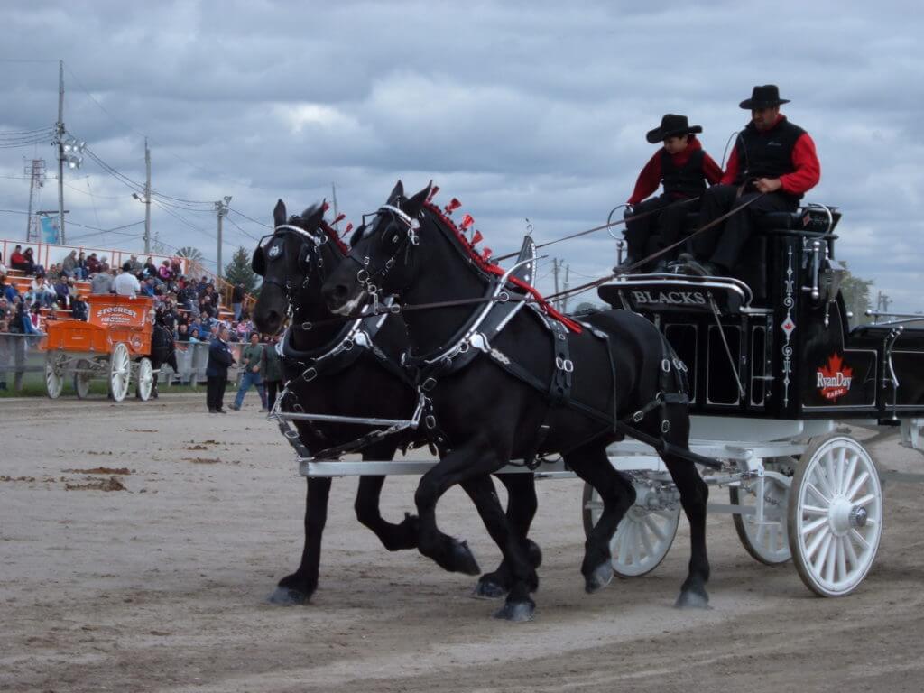 heavy horse competition, markham fair, markham, ontario, 2008
