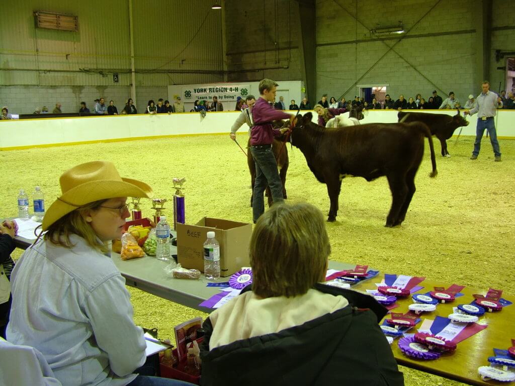 cattle being judged, markham fair, markham, ontario, 2010