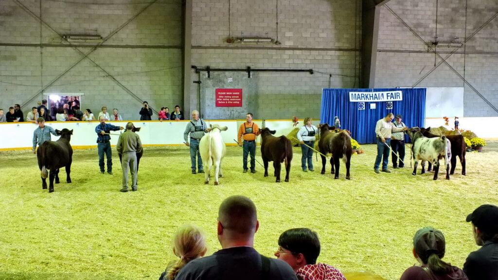 cattle being judged, markham fair, markham, ontario, 2012