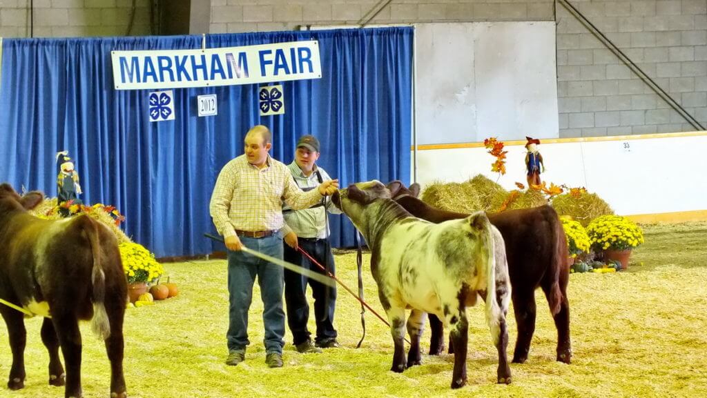 cattle being judged, markham fair, markham, ontario, 2012