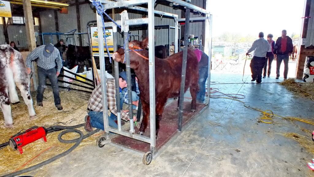 cow being groomed for judging, markham fair, markham, ontario, 2012
