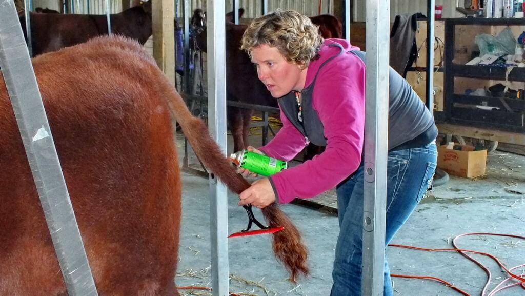 cow being groomed for judging, markham fair, markham, ontario, 2012