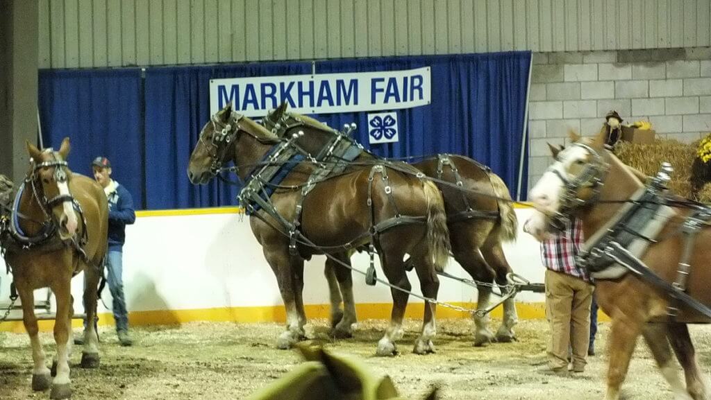 heavy horse pull, markham fair, markham, ontario, 2012