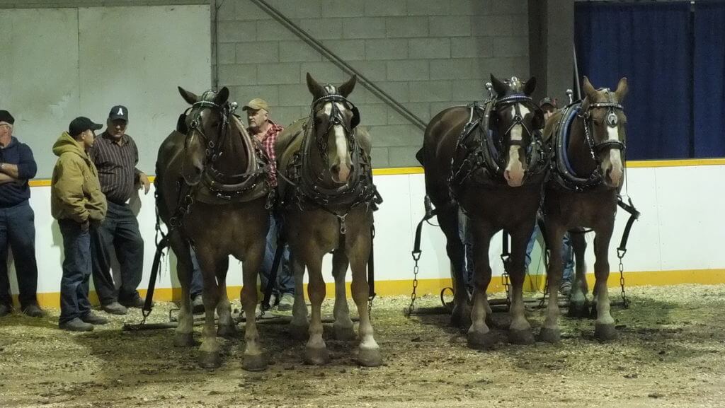 heavy horse pull, markham fair, markham, ontario, 2012