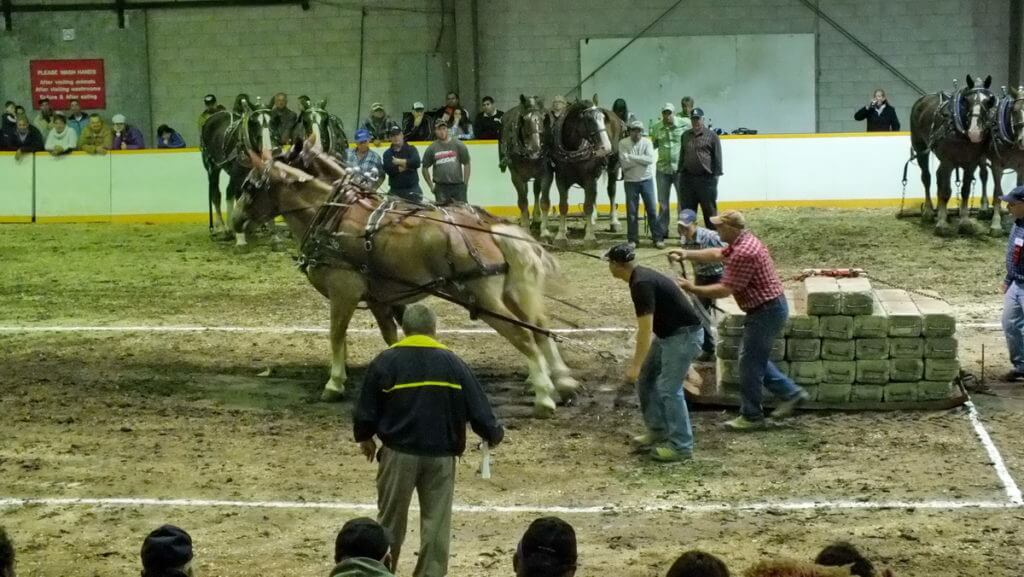 heavy horse pull, markham fair, markham, ontario, 2012