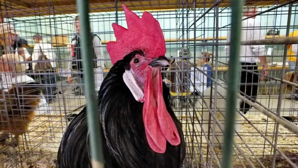 a rooster in the poultry house, markham fair, markham, ontario, 2012 