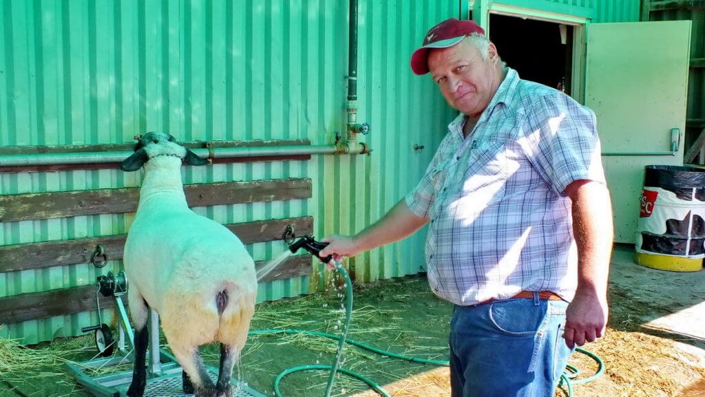 man tending sheep, markham fair, markham, ontario, 2012