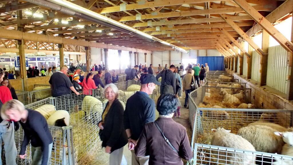 sheep in the livestock barn, markham fair, 2012