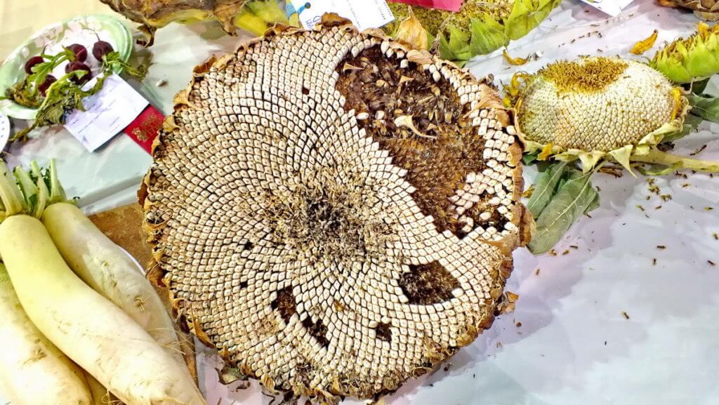 giant sunflower, markham fair, markham, ontario, 2012