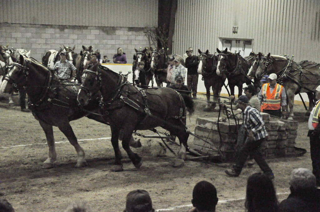 heavy horse pull, markham fair, markham, ontario, 2016