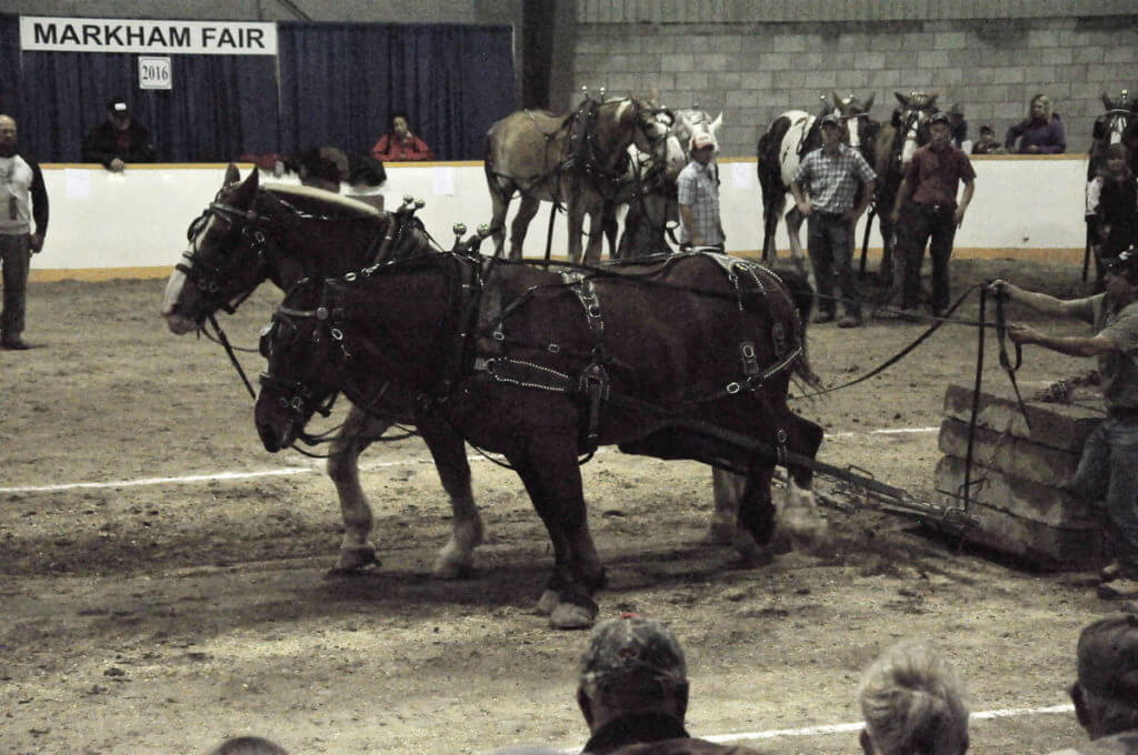 heavy horse pull, markham fair, markham, ontario, 2016