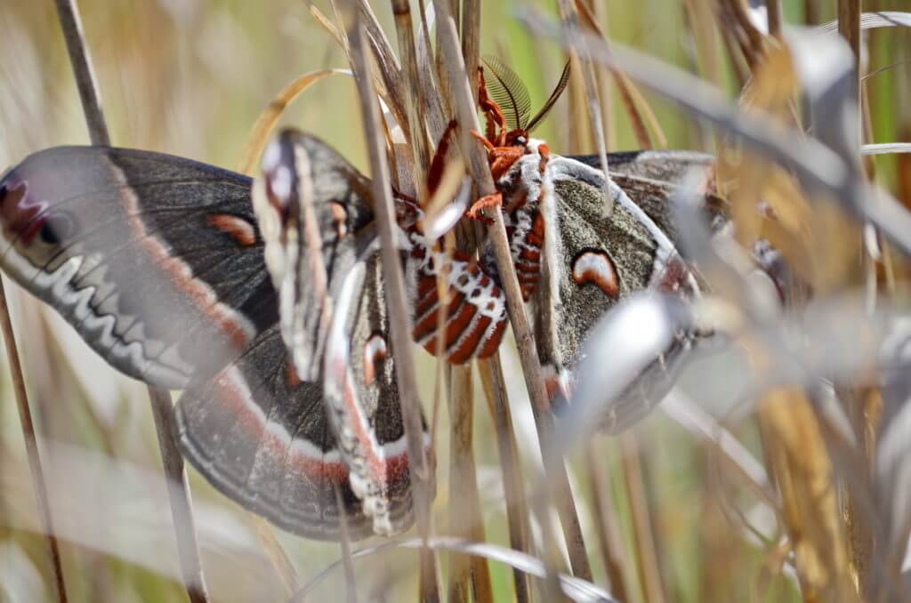 Cecropia Moths mating in Rouge National Urban Park, Markham
