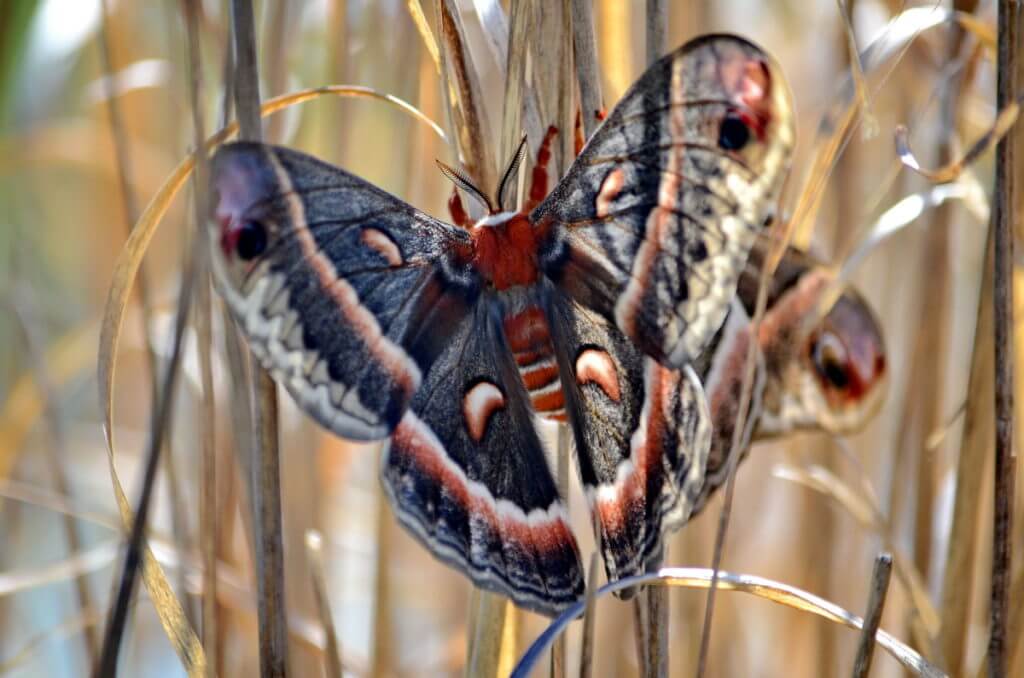 Cecropia Moths mating in Rouge National Urban Park, Markham