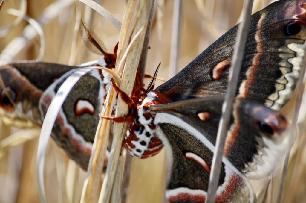 Cecropia Moths mating in Rouge National Urban Park, Markham