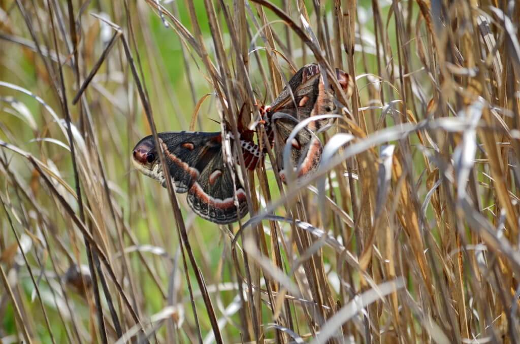 Cecropia Moths mating in Rouge National Urban Park, Markham