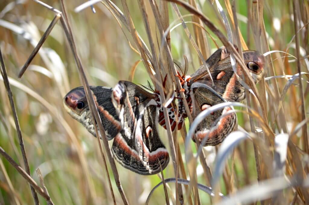 Cecropia Moths mating in Rouge National Urban Park, Markham