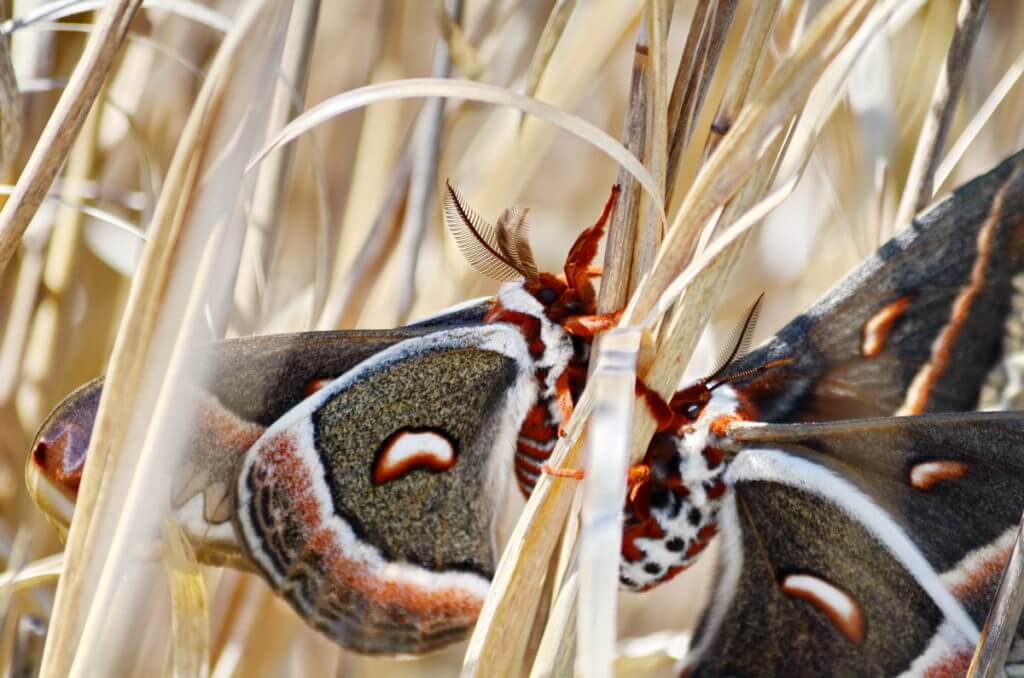 Cecropia Moths mating in Rouge National Urban Park, Markham