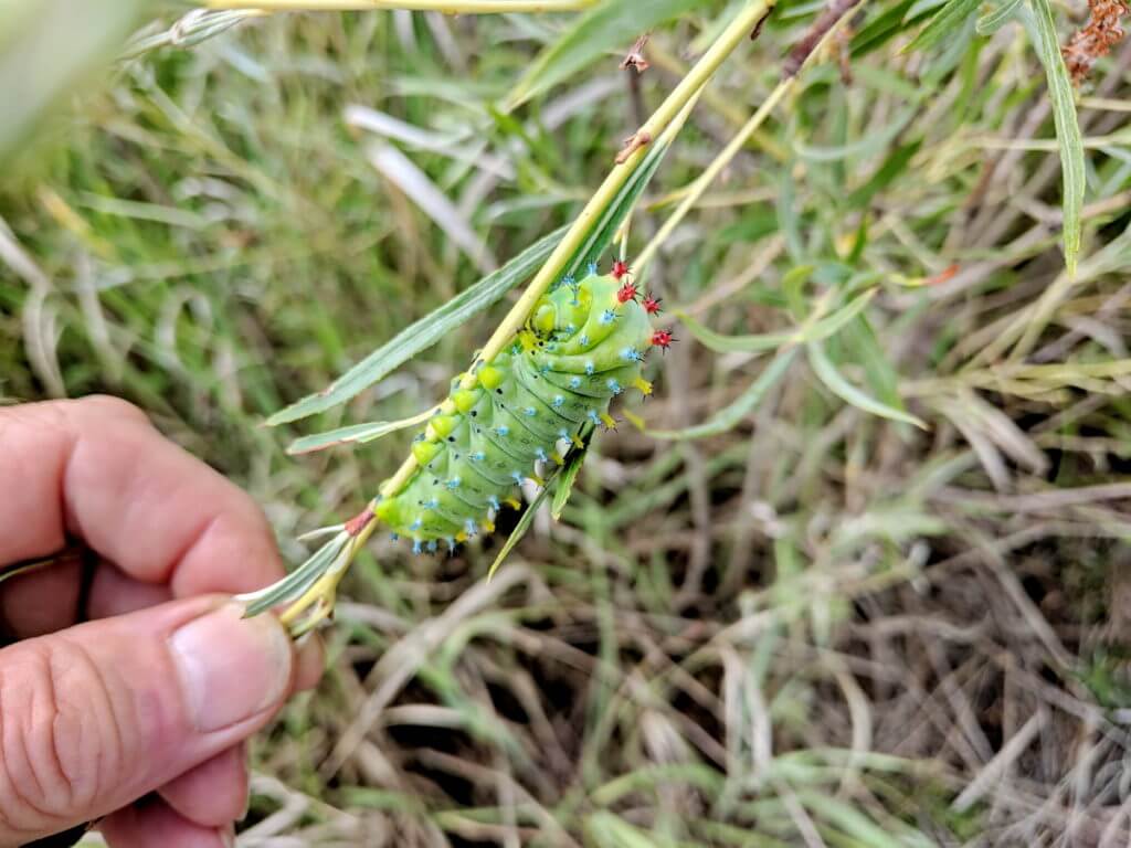 cecropia moth larva, rouge national urban park, markham, ontario