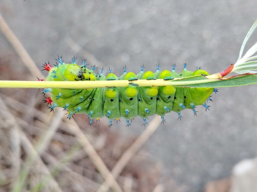 cecropia moth caterpillar, rouge national urban park, markham, ontario