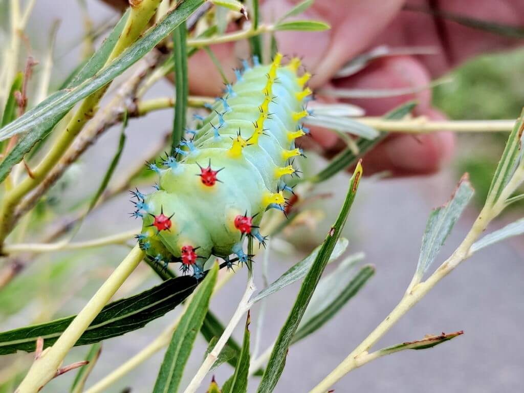 cecropia moth caterpillar, rouge national urban park, markham, ontario