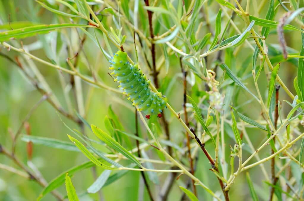 cecropia moth caterpillar, rouge national urban park, markham, ontario