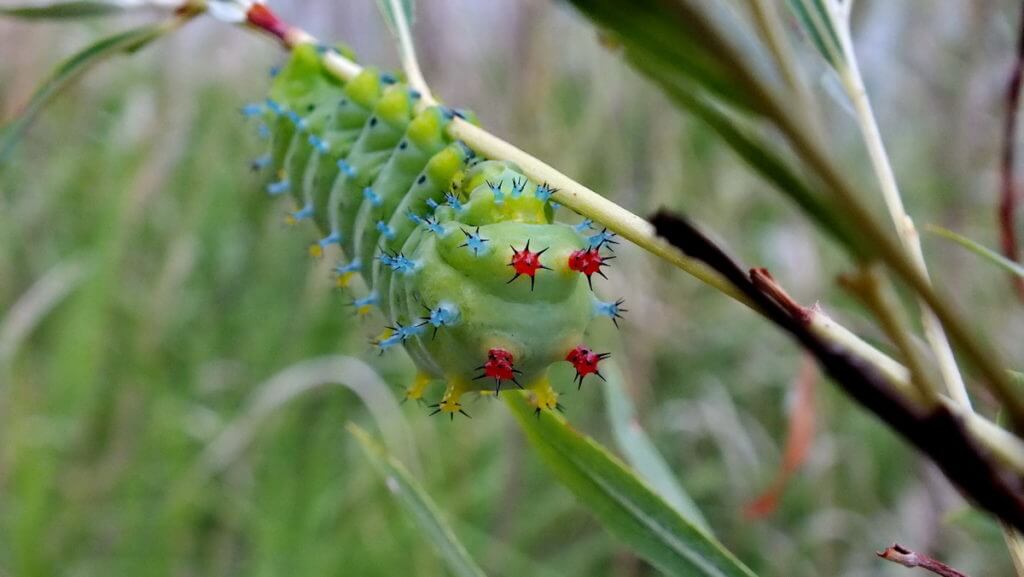 cecropia moth larva, rouge national urban park, markham, ontario