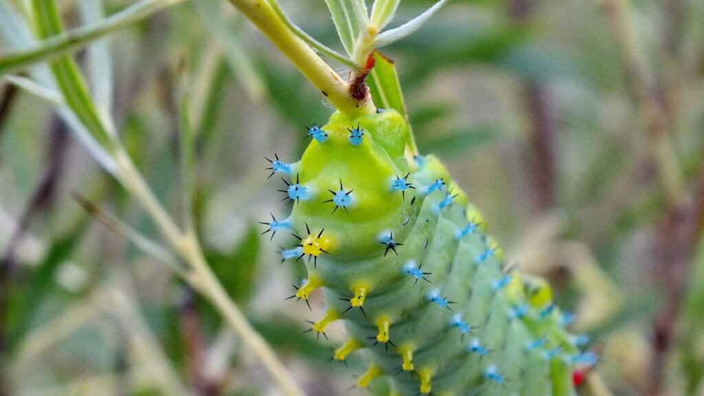 cecropia moth caterpillar, rouge national urban park, markham, ontario