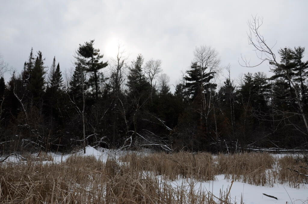 image of a frozen pond in snowy Altona Forest in Pickering, Ontario.