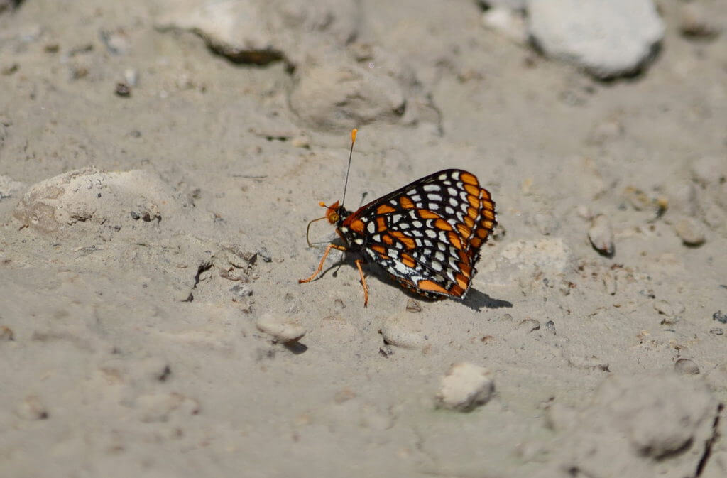 baltimore checkerspot butterfly, rouge national urban park, markham, ontario
