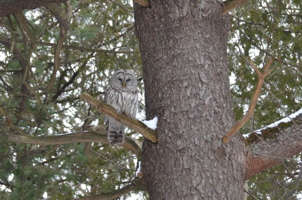 image of a barred owl in a snowy forest, pickering, ontario