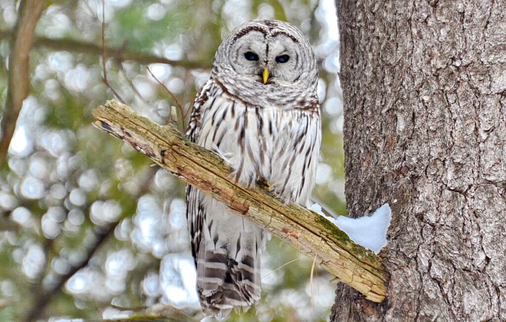 image of a barred owl in snowy Altona Forest in Pickering, Ontario.